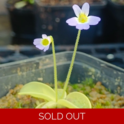 Pinguicula hirtiflora Frost resistant clone